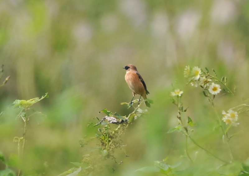 ノビタキ（１２態-11） 大谷川・内里のノビタキたち 大谷川・内里　八幡市 2018/09/19-10/30　Photo by Takase （写真提供：　高瀬）