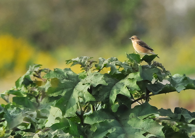 ノビタキ（１２態-2） 大谷川・内里のノビタキたち 大谷川・内里　八幡市 2018/09/19-10/30　Photo by Takase （写真提供：　高瀬）