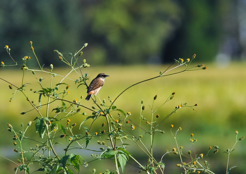 ノビタキ（１２態-6） 大谷川・内里のノビタキたち 大谷川・内里　八幡市 2018/09/19-10/30　Photo by Takase （写真提供：　高瀬）