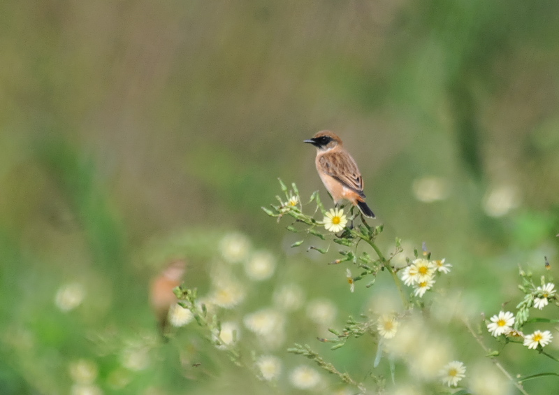 ノビタキ（１２態-7） 大谷川・内里のノビタキたち 大谷川・内里　八幡市 2018/09/19-10/30　Photo by Takase （写真提供：　高瀬）