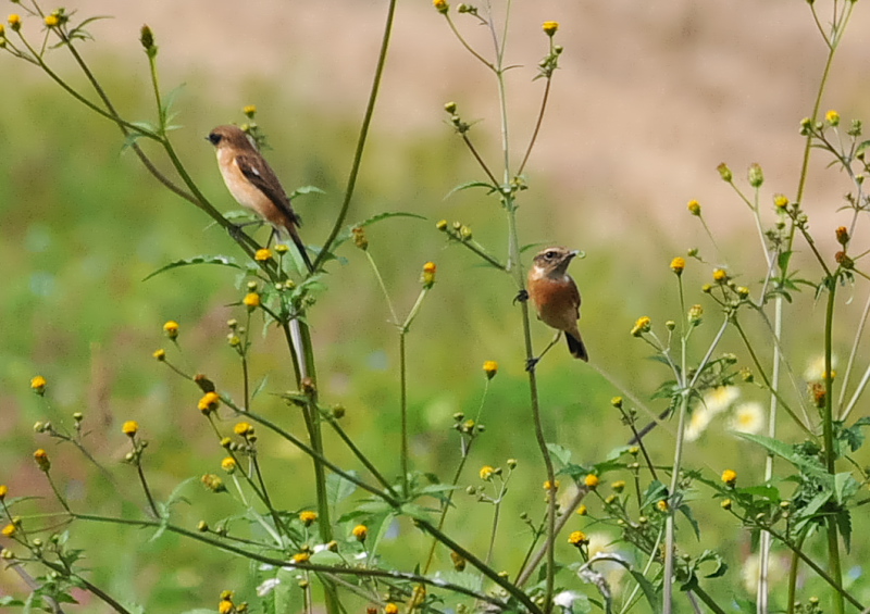 ノビタキ（１２態-8） 大谷川・内里のノビタキたち 大谷川・内里　八幡市 2018/09/19-10/30　Photo by Takase （写真提供：　高瀬）