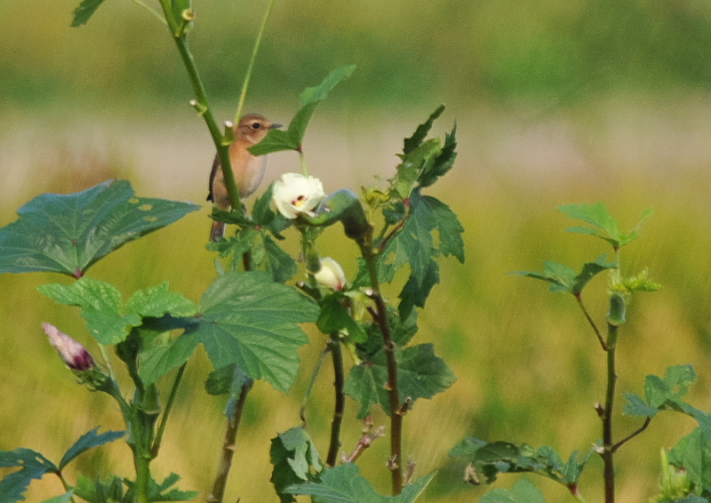 ノビタキ（１２態-9） 大谷川・内里のノビタキたち 大谷川・内里　八幡市 2018/09/19-10/30　Photo by Takase （写真提供：　高瀬）