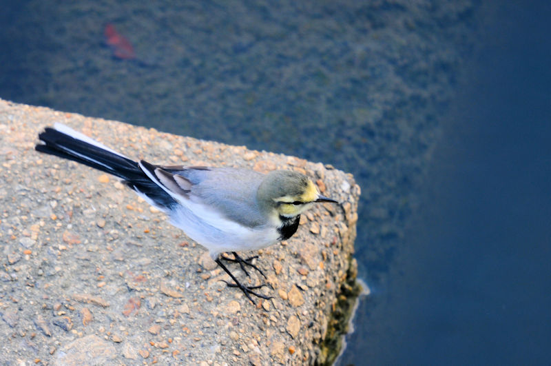 ハクセキレイ 船橋川 枚方市 2019/10/26 Photo by Kohyuh ハクセキレイ 船橋川 枚方市 2019/10/26 Photo by Kohyuh