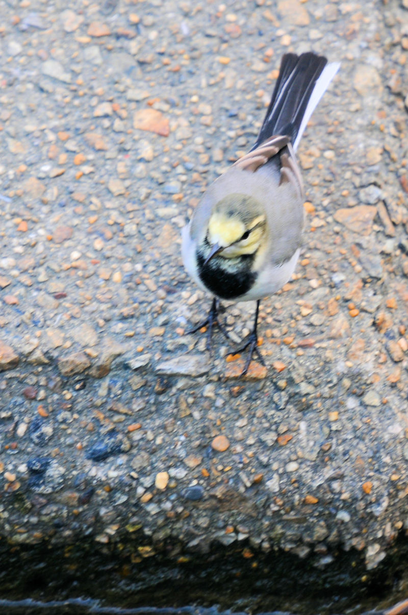 ハクセキレイ 船橋川 枚方市 2019/10/26 Photo by Kohyuh ハクセキレイ 船橋川 枚方市 2019/10/26 Photo by Kohyuh