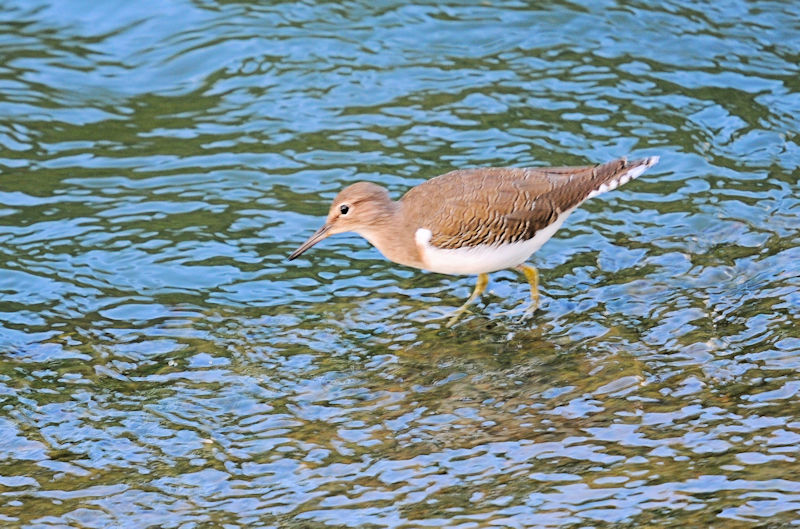 イソシギ 船橋川 枚方市 2019/10/26 Photo by Kohyuh イソシギ 船橋川 枚方市 2019/10/26 Photo by Kohyuh