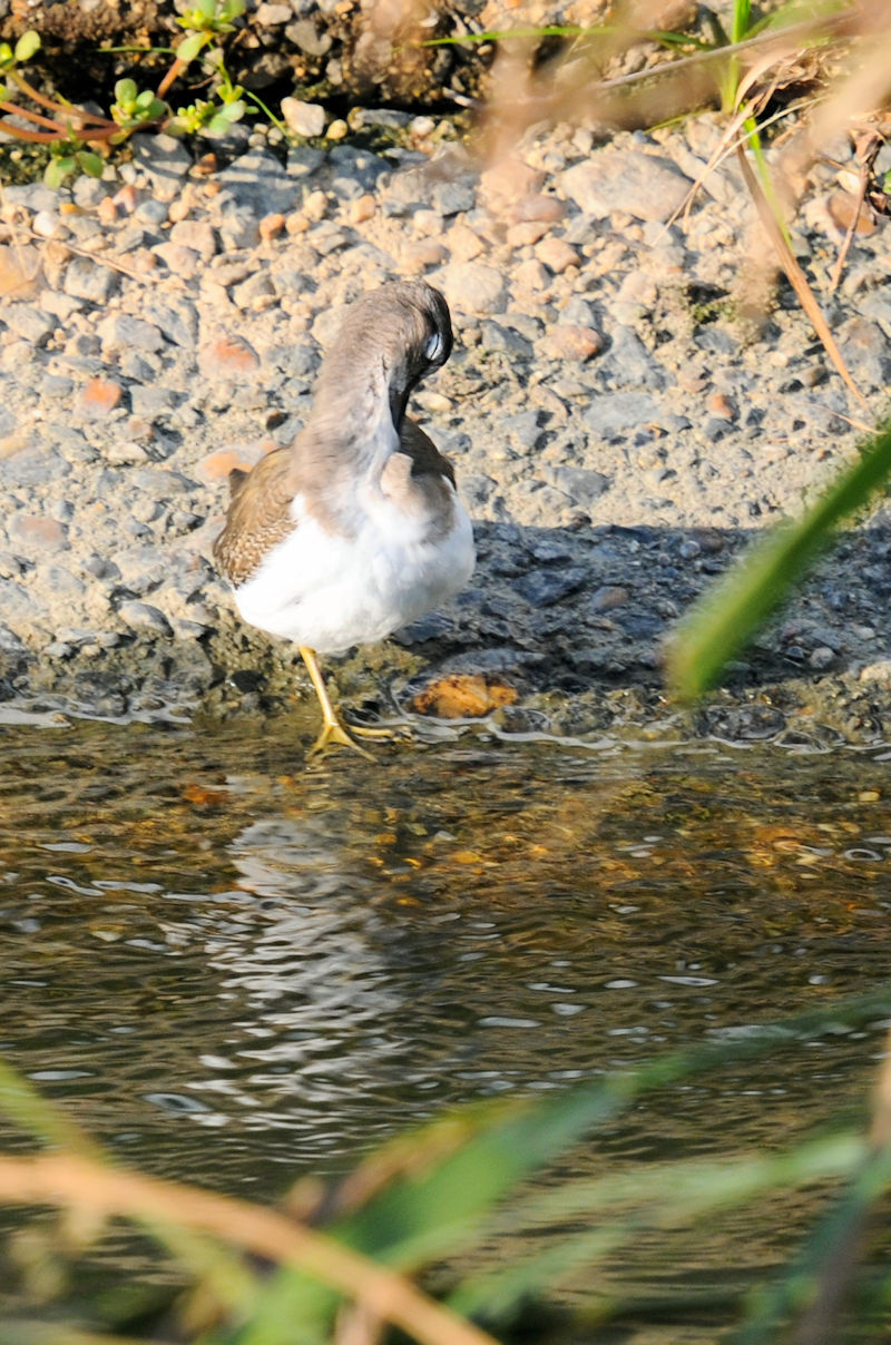 イソシギ 船橋川 枚方市 2019/10/26 Photo by Kohyuh イソシギ 船橋川 枚方市 2019/10/26 Photo by Kohyuh