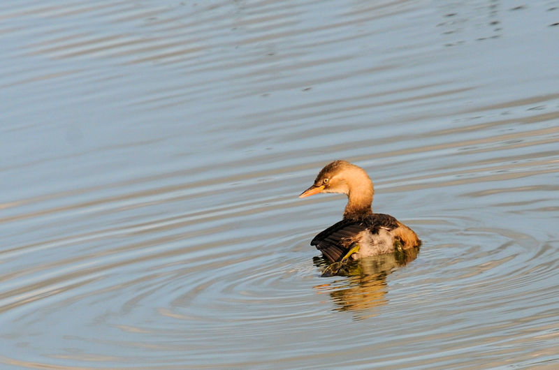 カイツブリ 船橋川 枚方市 2019/10/26 Photo by Kohyuh カイツブリ 船橋川 枚方市 2019/10/26 Photo by Kohyuh