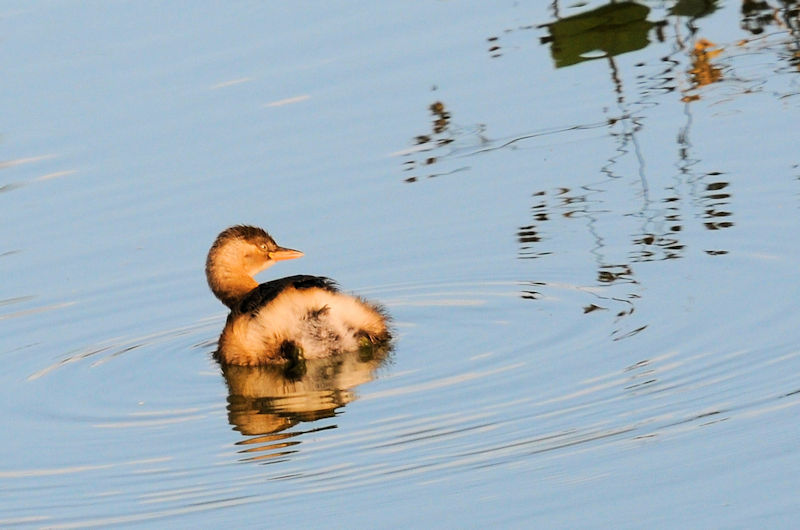 カイツブリ 船橋川 枚方市 2019/10/26 Photo by Kohyuh カイツブリ 船橋川 枚方市 2019/10/26 Photo by Kohyuh