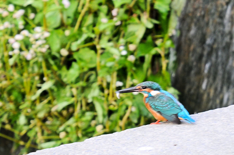 カワセミ♂ 船橋川 枚方市 2019/10/26 Photo by Kohyuh カワセミ♂ 船橋川 枚方市 2019/10/26 Photo by Kohyuh