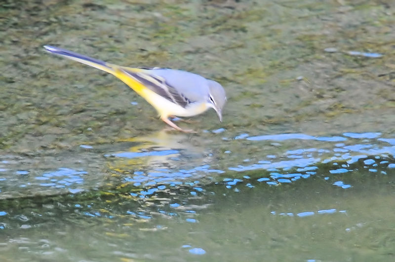 キセキレイ 船橋川 枚方市 2019/10/26 Photo by Kohyuh キセキレイ 船橋川 枚方市 2019/10/26 Photo by Kohyuh