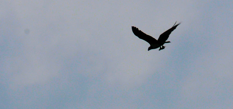 ミサゴ 桂川 かわきた自然運動公園 八幡市 2019/10/23 Photo by Kohyuh ミサゴ 桂川 かわきた自然運動公園 八幡市 2019/10/23 Photo by Kohyuh