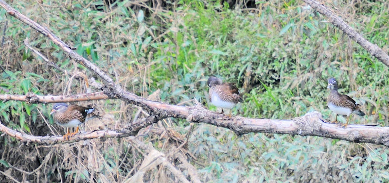 オシドリ 桂川 かわきた自然運動公園 八幡市 2019/10/23 Photo by Kohyuh オシドリ 桂川 かわきた自然運動公園 八幡市 2019/10/23 Photo by Kohyuh
