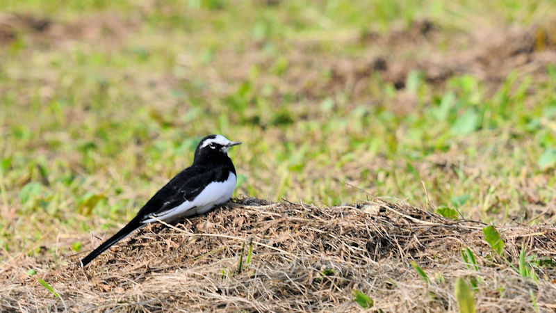 セグロキレイ 背割堤 八幡市 2019/10/20 Photo by Kohyuh セグロキレイ 背割堤 八幡市 2019/10/20 Photo by Kohyuh