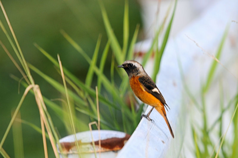 ジョウビタキ 船橋川 枚方市 2019/10/26 Photo by Kohyuh ジョウビタキ 船橋川 枚方市 2019/10/26 Photo by Kohyuh