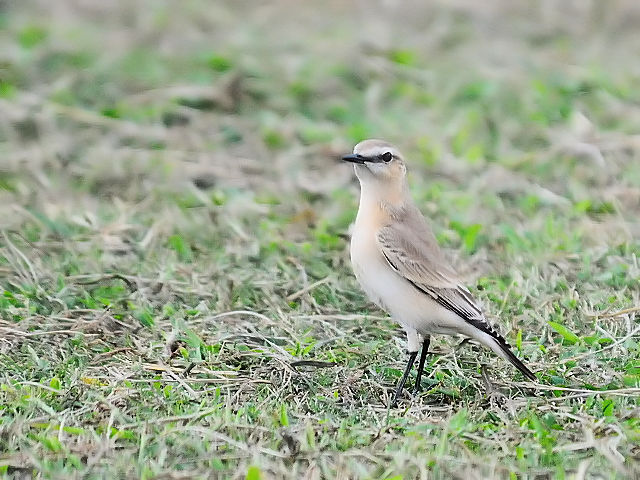 ② イナバヒタキ　淀川河川敷公園　枚方市　2012/10/14　Photo by Kohyuh