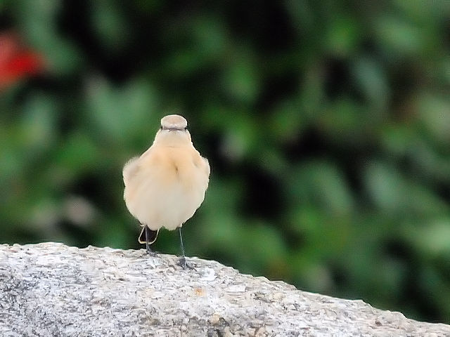 ④ イナバヒタキ　淀川河川敷公園　枚方市　2012/10/14　Photo by Kohyuh