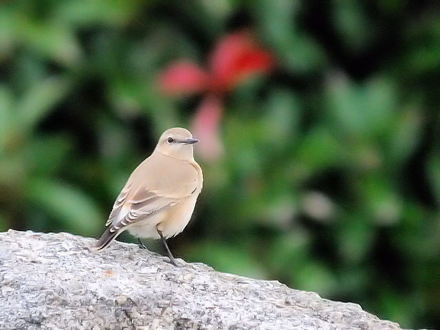 ⑤ イナバヒタキ　淀川河川敷公園　枚方市　2012/10/14　Photo by Kohyuh
