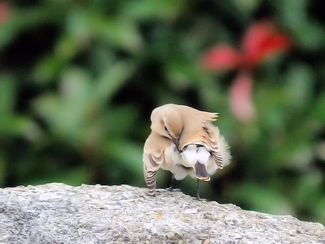 ⑥ イナバヒタキ　淀川河川敷公園　枚方市　2012/10/14　Photo by Kohyuh