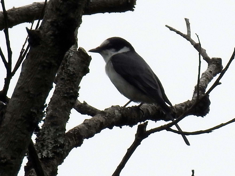 TVENCiQ-1j@@_@ꌧ@2017/05/16@ Photo by Ngamura