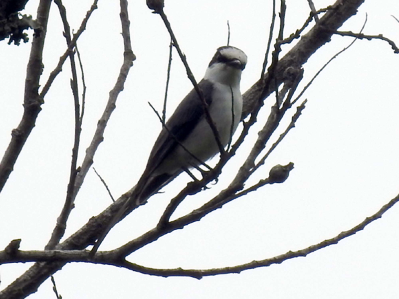 TVENCiQ-2j@@_@ꌧ@2017/05/16@ Photo by Ngamura