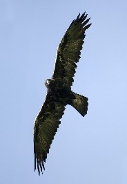 sCkVt ʐ^̓NbNŊg傷