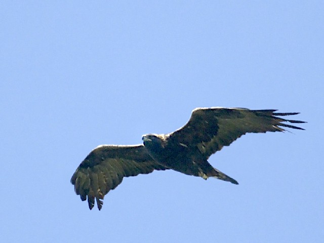 A CkV@@ꌧ@ 2007/08/10@Photo by Mitchao