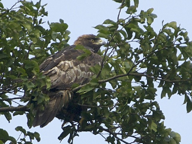 C CkV@@ꌧ@ 2007/08/24@Photo by Mitchao