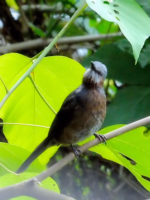 @ CVKLqh@@ꌧ@2011/01/25@Photo by Kohyuh