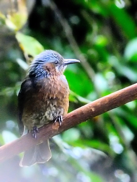 A CVKLqh@@ꌧ@2011/01/25@Photo by Kohyuh