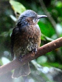 《イシガキヒヨドリ》 写真はクリックで拡大する