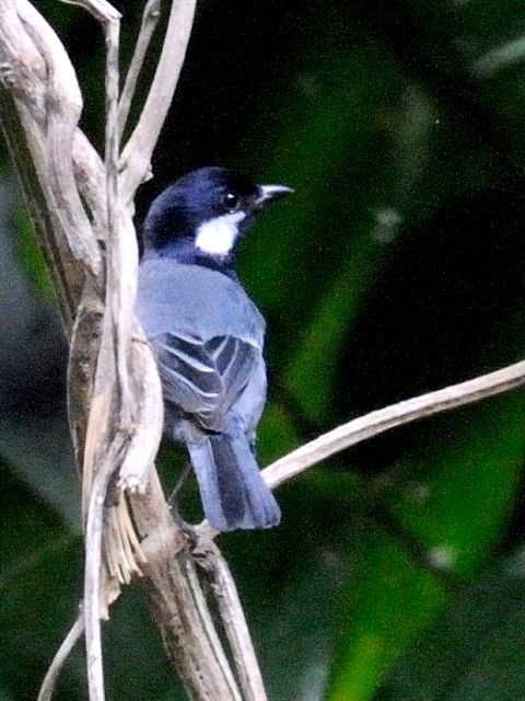 @ CVKLVWEJ@@Ί_@ꌧ@2011/01/26@Photo by Kohyuh