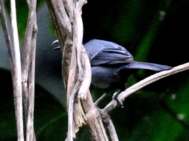 A CVKLVWEJ@@Ί_@ꌧ@2011/01/26@Photo by Kohyuh