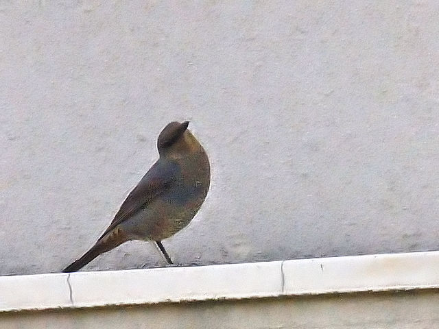 C\qh iS-1j@Ht@ss@2016/05/02@ Photo by Kohyuh