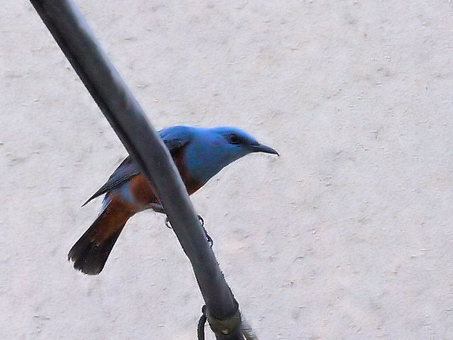 C\qh iR-1j@Ht@ss@2016/05/02@ Photo by Kohyuh