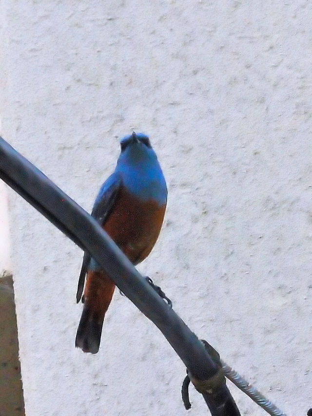 C\qh iR-2j@Ht@ss@2016/05/02@ Photo by Kohyuh