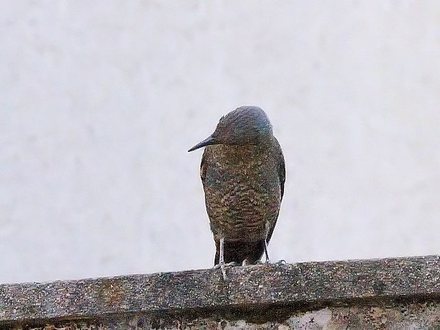 C\qh iS-4j@Ht@ss@2016/05/02@ Photo by Kohyuh