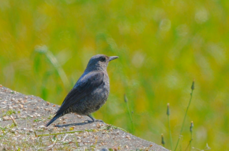 C\qh@J@s@2021/04/15@ Photo by Kohyuh