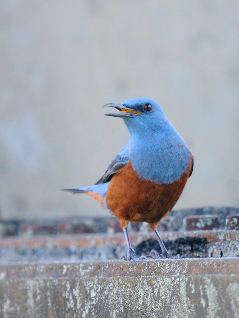 C\qh@J@s@2022/05/02@ Photo by Kohyuh