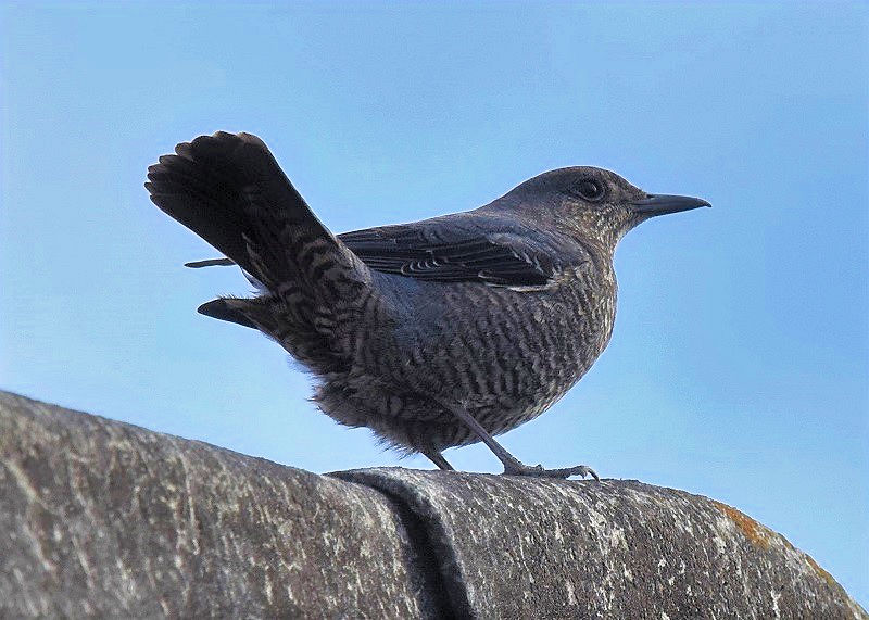 C\qh̎qāiX-1j@ЉZ^[iwZj@s@2017/01/06-09/08@ Photo by Hyashi