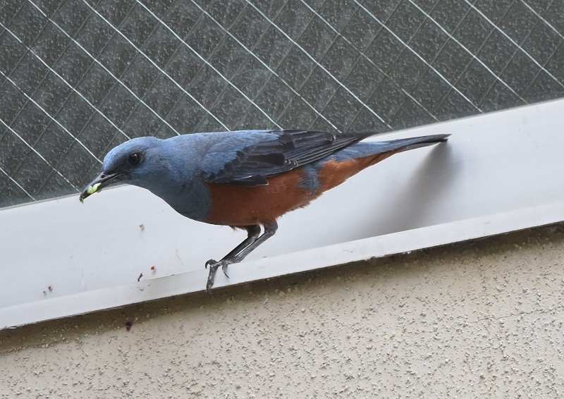 八幡市街のイソヒヨドリ(3態-1) 八幡市街 2017/05/04 Photo by Hyashi (写真提供: 林) 八幡市街のイソヒヨドリ(3態-1) 八幡市街 2017/05/04 Photo by Hyashi (写真提供: 林)
