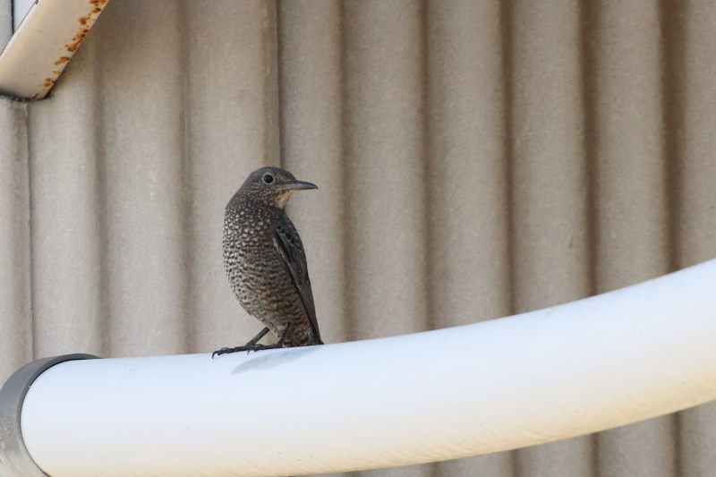 イソヒヨドリ ♀　（２態-1）　2015/11/04　木津川　八幡市　Photo by Manda