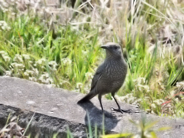 photo_20140319_3@C\qh@ iR-1j@@J@s@2014/03/19@ Photo by Kohyuh