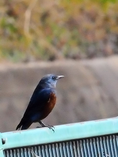 photo_20140319_1@C\qh@ iQ-1j@@J@s@2014/03/19@ Photo by Kohyuh