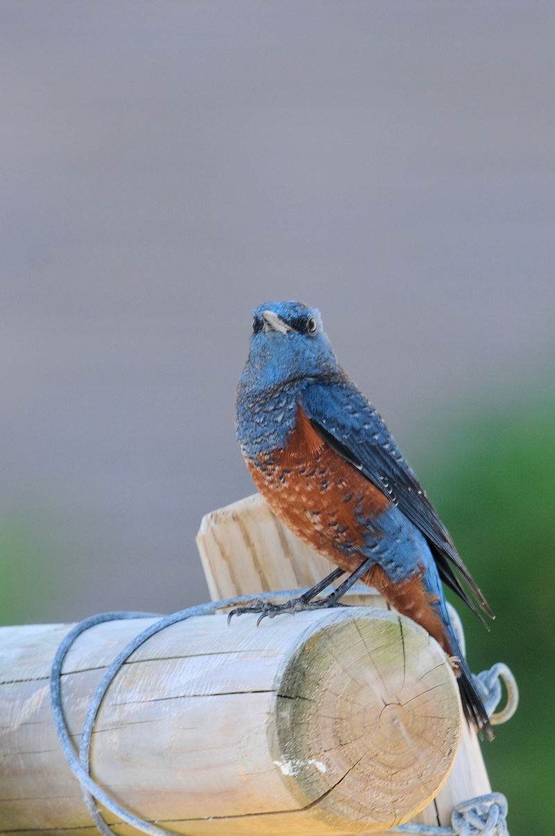 C\qhiQԁj@@{@ꌧ@2020/11/11@ Photo by Kohyuh