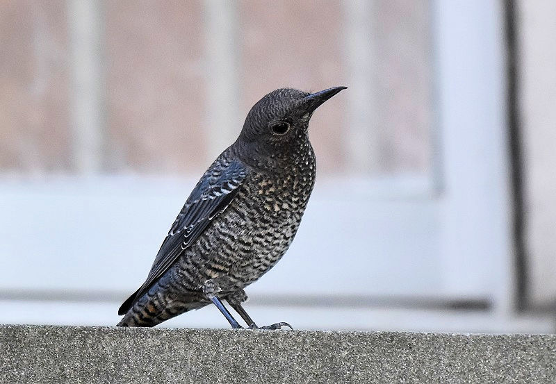 C\qh̎qāiX-2j@ЉZ^[iwZj@s@2017/01/06-09/08@ Photo by Hyashi