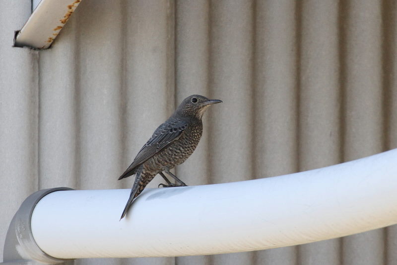 イソヒヨドリ ♀　（２態-2）　2015/11/04　木津川　八幡市　Photo by Manda