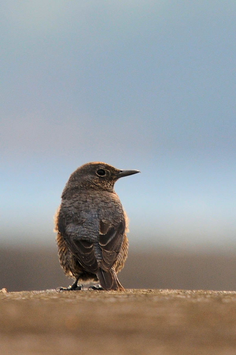 C\qhiQԁj@@{@ꌧ@2020/11/11@ Photo by Kohyuh