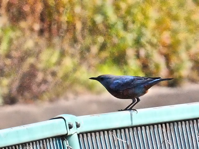 photo_20140319_2@C\qh@ iQ-2j@@J@s@2014/03/19@ Photo by Kohyuh