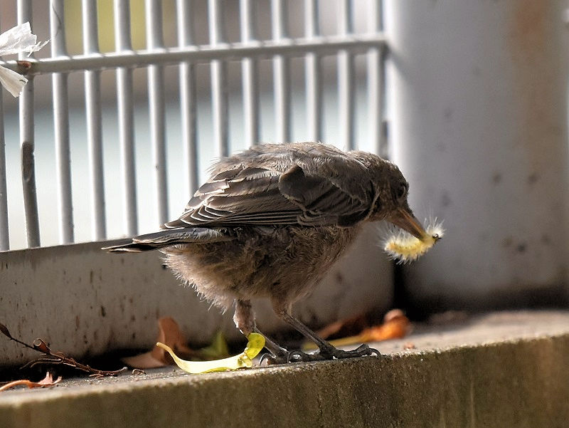 C\qh̎qāiX-3j@ЉZ^[iwZj@s@2017/01/06-09/08@ Photo by Hyashi
