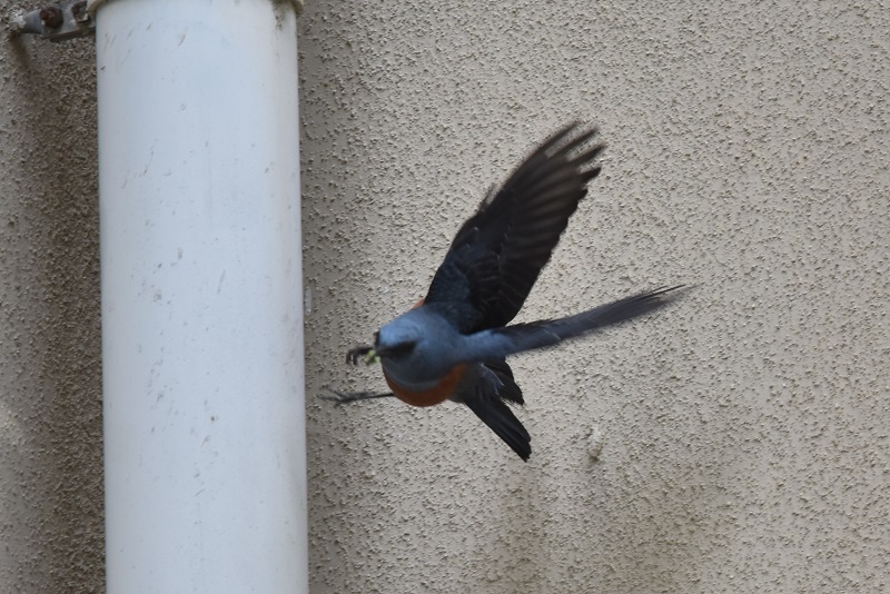 八幡市街のイソヒヨドリ(3態-2) 八幡市街 2017/05/04 Photo by Hyashi (写真提供: 林) 八幡市街のイソヒヨドリ(3態-2) 八幡市街 2017/05/04 Photo by Hyashi (写真提供: 林)